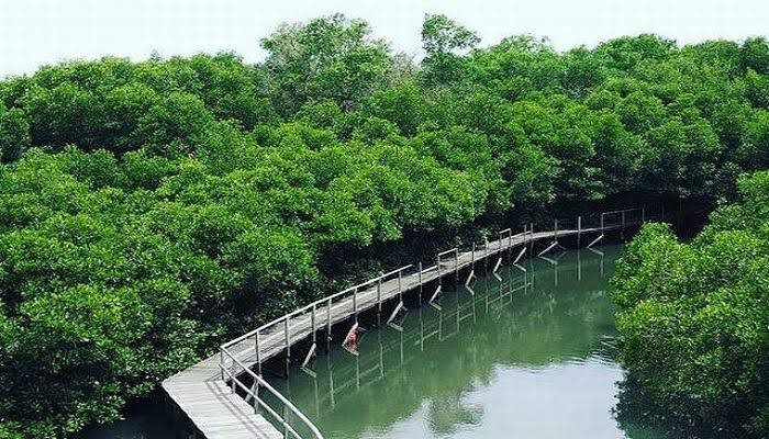 Desa Saliki Bakal Kembangkan Kawasan Mangrove Jadi Objek Wisata