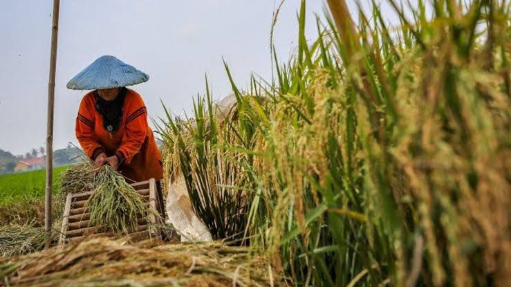 Pimpinan DPRD Dukung Pertanian Kaltim Sebagai Lumbung Pangan