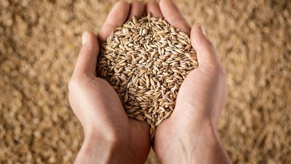 Lonjakan Harga Gabah dan Pupuk Jadi Penyebab Kenaikan Harga Beras di Kaltim, Ini Kata Guntur