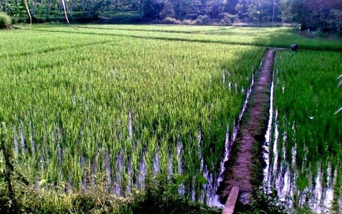 PPU Punya Potensi Tingkatkan Pertanian Berbasis Teknologi